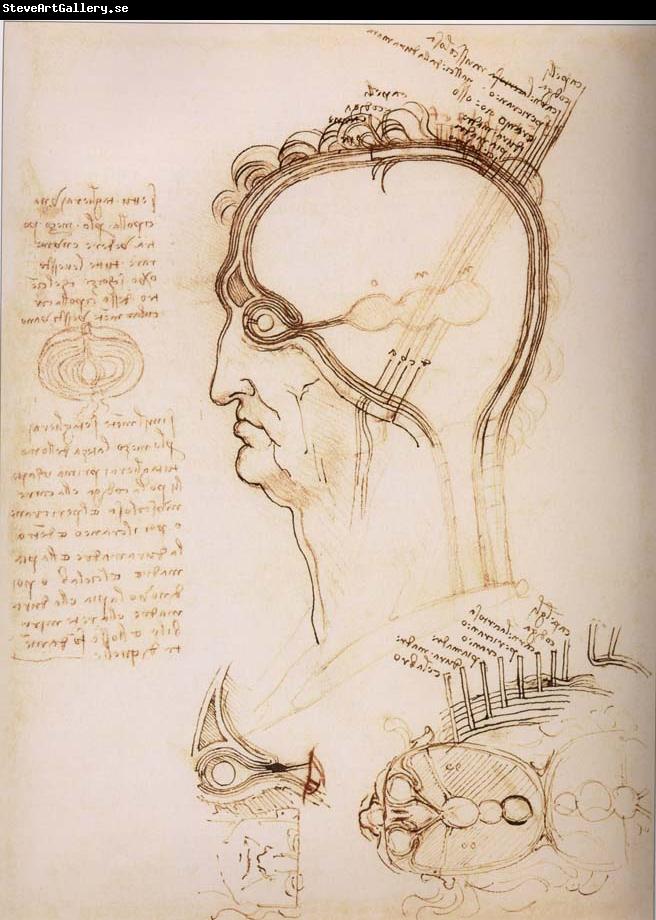 LEONARDO da Vinci Anatomical study of the brain and the scalp